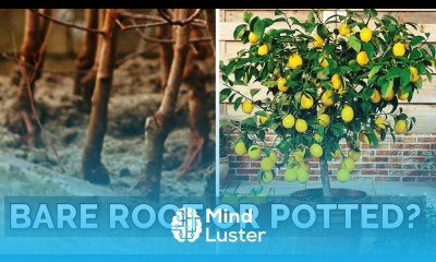 Potted vs Bare Root Fruit Trees Which to Choose   
