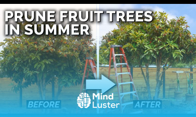 3 Reasons to Prune Your Fruit Trees in Summer