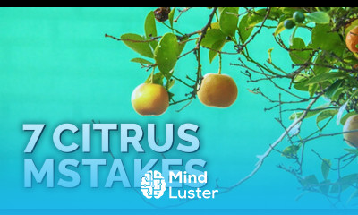 7 Citrus Tree Mistakes to Avoid