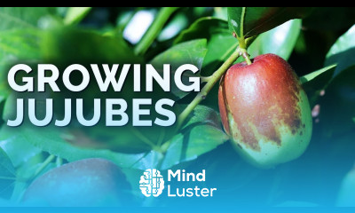 Growing Jujubes The Weird Apple That Tastes Absolutely Delicious