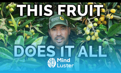 Growing Loquats The Best Fruit You ve Never Heard Of