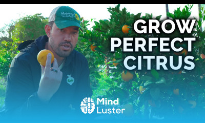How to Plant Grow Care for Citrus Trees COMPLETE GUIDE