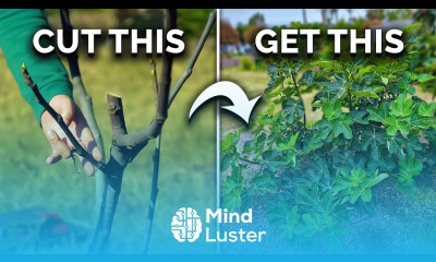 How to Prune Fig Trees for BIG Harvests