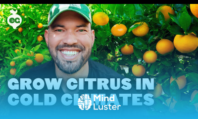 9 Citrus Trees That THRIVE in Cold Climates