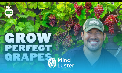 Watch This Before Growing Grapes 