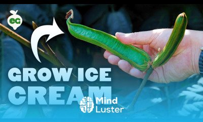 Ice Cream Beans The Underrated Tree You NEED to Grow