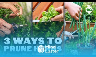 3 Methods for Pruning Herbs To Stimulate New Growth