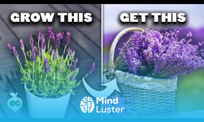 5 Tips to Grow Perfect Lavender