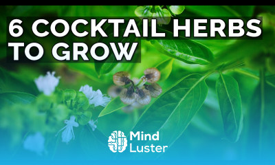 6 Perfect Plants for a Cocktail Herb Garden