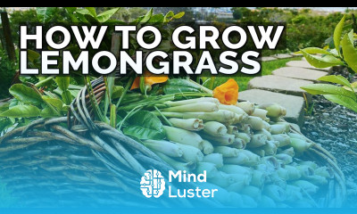 How to Grow Lemongrass and Propagate it FOREVER