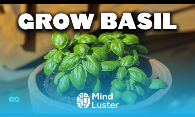 8 Tips to Grow Better Basil