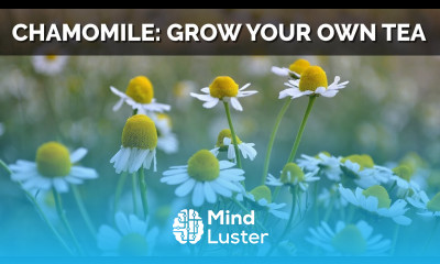 How to Grow Chamomile From Seed And Make Your Own Tea