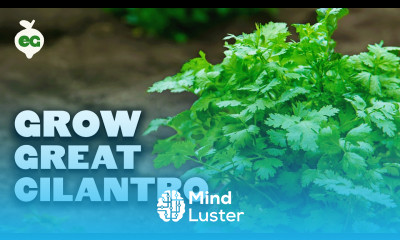 How to Grow Cilantro And Stop It From BOLTING