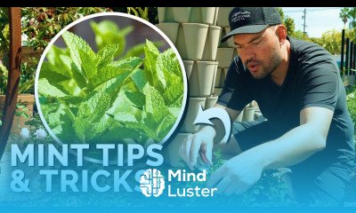 How to Grow TONS of Mint And Not Let it Take Over