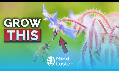 This Plant Does EVERYTHING Borage Growing Guide