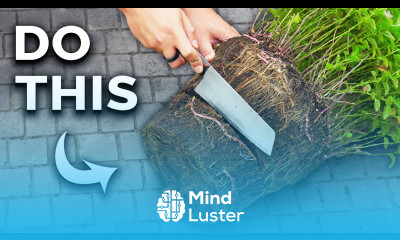 How to Grow Mint in Containers And Get a Huge Harvest