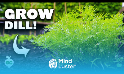 Dill The Underrated Herb You re Not Growing But Should Be