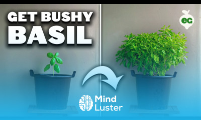 My Basil Pruning Trick for Bigger Bushier Plants 