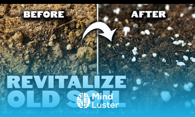 2 Easy Methods to Revitalize OLD Potting Soil