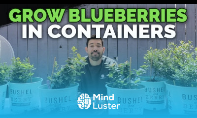 How to Grow Blueberries in Containers Soil and Planting