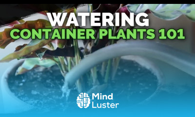 Watering Container Plants Everything You Need to Know 