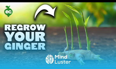 Ginger Growing from Store Bought Ginger Roots