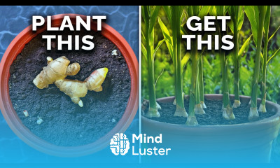 How to Grow Ginger in Containers And Get a Huge Harvest