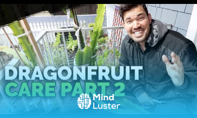 How to Grow Dragonfruit Pitahaya Pt 2 Tying Up and Taking Cuttings