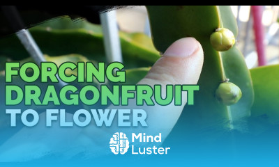 How to Grow Dragonfruit Part 3 Inducing Flowering