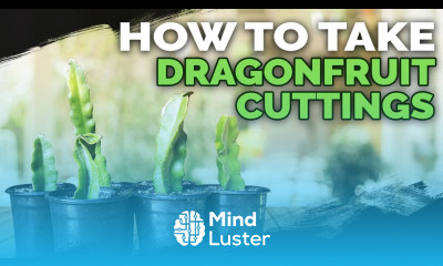 How to Take Dragonfruit Cuttings 