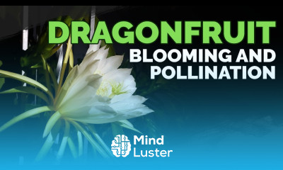 How to Grow Dragonfruit Part 4 Blooming Pollination 