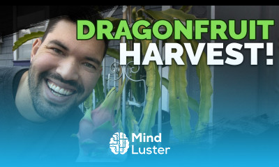 How To Grow Dragonfruit Part 5 HARVEST and End of Season Care