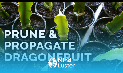 Easy Dragon Fruit Propagation and Pruning Technique