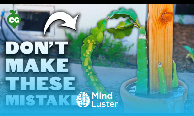 5 Dragon Fruit Growing Mistakes to Avoid