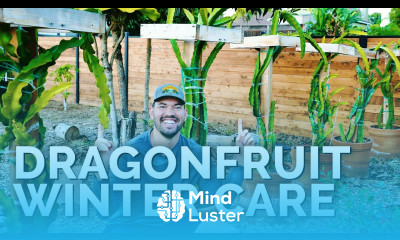 7 Essential Dragon Fruit Care Tips For Fall