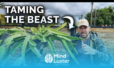 Dragon Fruit Care Pruning Fertilizing Disease 