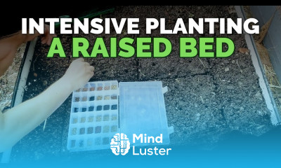 How to Maximize Space in a Raised Bed High Density Planting 