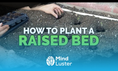 How to Start Seeds Transplant and Fertilize a Raised Bed