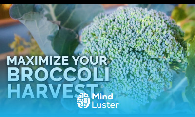 5 MUST FOLLOW Tips for Harvesting Broccoli