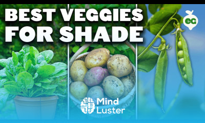 12 Perfect Vegetables To Grow in a Shady Garden Space
