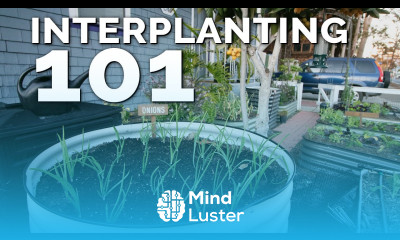 Interplanting Technique to Get MORE Harvests Out of the SAME Space