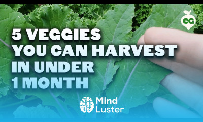 5 Fast Growing Veggies You Can Harvest in Under 1 Month
