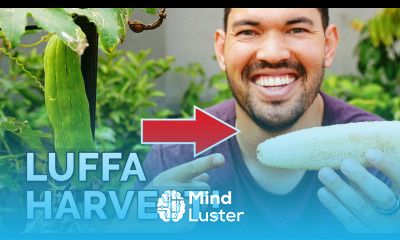 I Grew My Own Luffa Sponge Luffa Gourd Harvest Growing Tips
