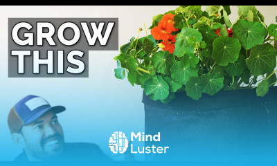 Nasturtiums The Plant You re Not Growing But Should Be