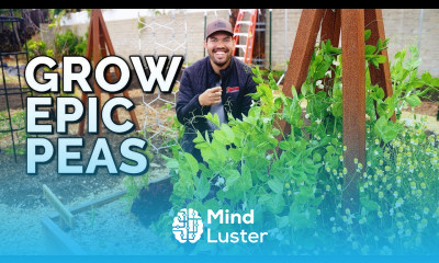 How to Grow Peas From Seed to Harvest