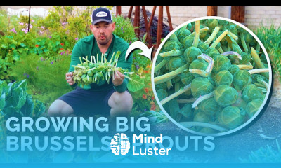 How to Grow Brussels Sprouts for Beginners