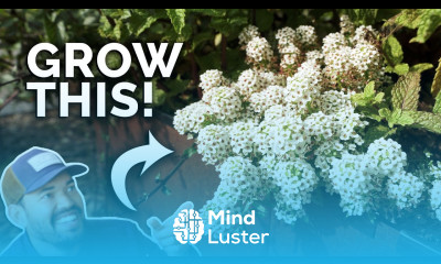Sweet Alyssum The Companion Plant You re Probably Not Growing