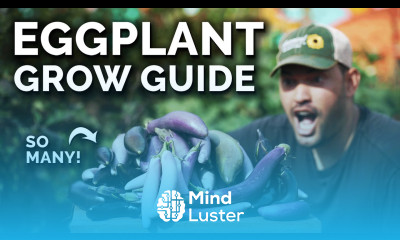 How to Grow Eggplants Perfectly Every Single Time