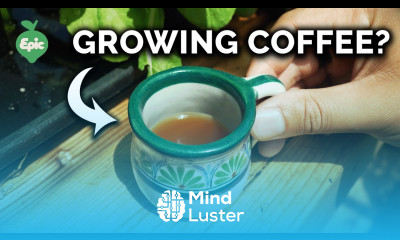 I GREW A Cup Of Coffee 