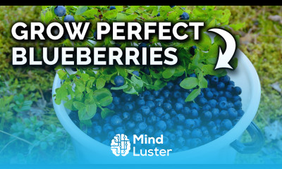 Grow Blueberries In Containers the RIGHT Way